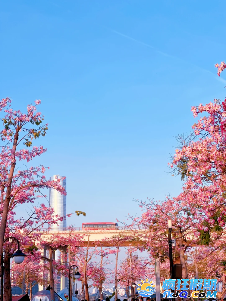 025横琴花海长廊赏花全指南 | 13.6公里花海，5大主题驿站深度解析